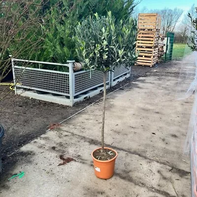 Large Olive Tree  150-160cm  Hardy Ornamental Potted Olive Tree 12 Litre Pot • £59.95