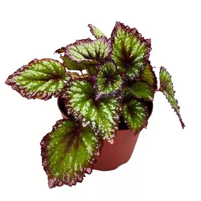 Harmony's Starry Night Begonia Rex Purple Green White Splash • $43.74