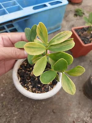 Actual Plant   Zamia Furfuracea Variegated / Free Phyto Send By DHL EXPRESS • $120