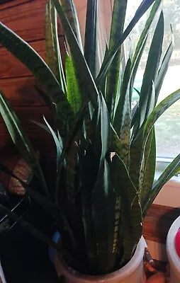 START Off My Snake House Plant Live Sansevieria Mother-in-law Tongue Succulent  • $20