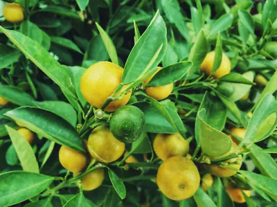 Dwarf Lemon Tree Seeds Fruit Bearing Calamansi Lime Citrus Fruit Seeds 50+50free • £12.64