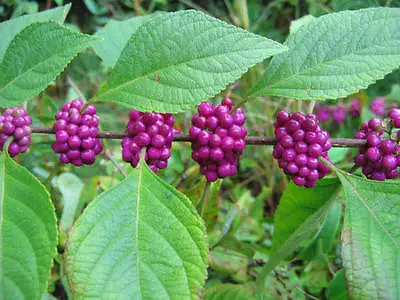 American Beautyberry Callicarpa Americana Seeds (Fast Showy) • $2.30