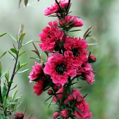 Tea Tree Leptospermum Red Damask Plant Red-pink Flowers Evergreen Shrub 9cm Pot • £9.99