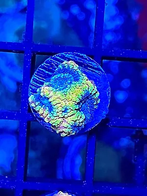 Ultra Favia Of The Gods Favia First Pic Cora King Wysiwyg Live Coral Frag • $29.99