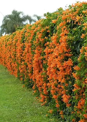 Orange Trumpet Vine Seeds (Campsis Radicans) Showy Crepper Flower 20 Seeds • $4