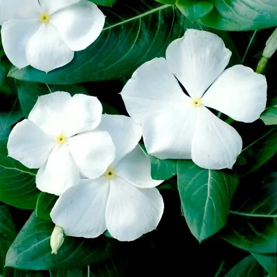 White Vinca Seeds White Periwinkle Seeds Heirloom Non-Gmo Flower Seeds 50ct  • $2.29