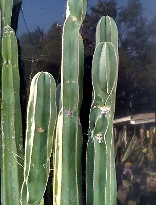 JUMBO TWISTED 15  Mexican Fence Post Pachycereus  Marginatus Cactus CUTTING • $60