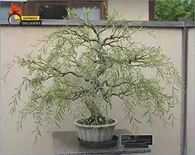 Bonsai Tree Dragon Willow - Thick Trunk Cutting - Indoor/Outdoor Live Bonsai Tre • $22.26