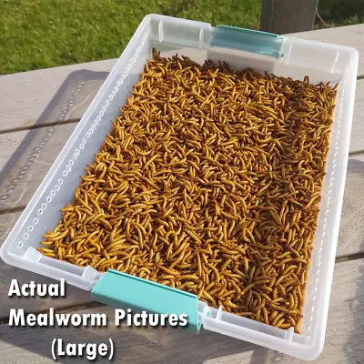 Live Mealworms - FREE Shipping! Bulk Grown Organic In Florida (250-10000) M L • $13.45