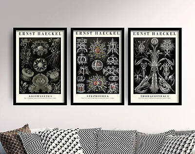 Set Of Three Black And White Ernst Haeckel Botanical Prints Posters Art Gift • $18.67