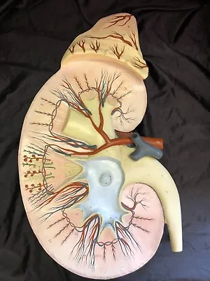 Vintage Nystrom Giant Kidney Anatomical Model Urinary Anatomy • $159.95