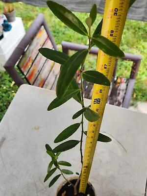 1 HUGE BLACK MANGROVE Plant 30  Inch Many Leaves Marine Aquarium Avicennia Germi • $49.99