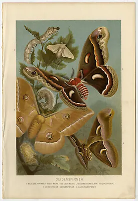 Antique Print-BUTTERFLY-SILK MOTH-COCOON-Brehm-1892 • $69.50
