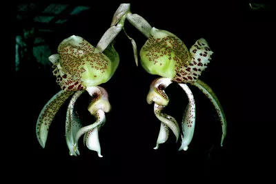 $59 • Buy Orchid Plant Stanhopea_costaricensis_
