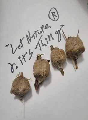 4 FERTILIZE PRAYING MANTIS EGG CASES OOTHECA NATURAL PEST CONTROL (Just Picked!) • $34.99