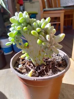 Crested   Elaine Wright  Cutting/Rooted Succulent 4 For $8 !!! • $8