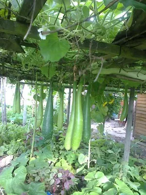 LAUDUDHILAOKHADUKODU LAU Bottle Gourd Seeds  14 Seeds + 7 Free • £3.97