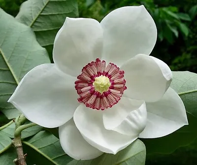 Magnolia Sieboldii | Oyama Magnolia | 10 Seeds • $8.79