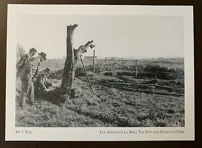 Pit 3 Tree - La Brea Tar Pits - Los Angeles Ca. Postcard • $6.95