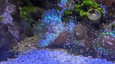 [2x] LIVE BALL ANEMONE MUSHROOM CORAL CORALLIMORPH SALTWATER REEF AQUARIUM FRAG • $29.99