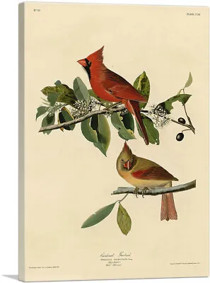 $179.99 • Buy ARTCANVAS Cardinal Grosbeak Canvas Art Print By John James Audubon