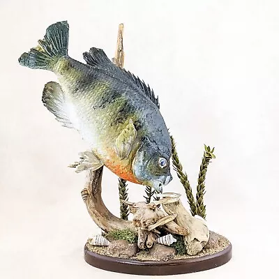 P12c Bass Wood Mount Oddities Curiosities Taxidermy Sport Fish Table Display • $149.99