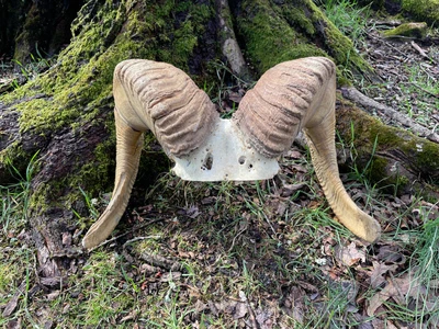 $850 • Buy Awesome Set Of NEVADA DESERT SHEEP Horns Log Cabin Hunting Lodge Taxidermy Decor