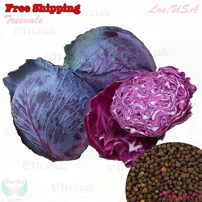 Red Acre Cabbage - Cabbage Seeds | Golden Acre Cabbage Seeds | Non-GMO • $1.68