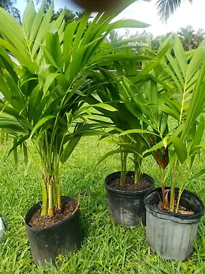 Triple Adonidia Merrelli Palm Tree   24 Inch Tall   2  Years Old. • $29.90