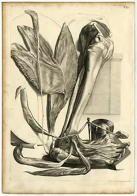 Medical Antique Print-T.85.-MUSCLES-BONES-FOOT-LEG-Bidloo-Lairesse-1685 • $442.50