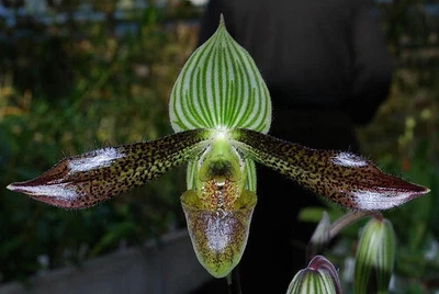 $35 • Buy Paphiopedilum Wardii Orchid Species 