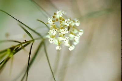 Whorled Milkweed Seeds (Asclepias Verticillata) ✤ 30 Cold Stratified Seeds • $2.25