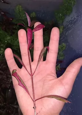 Ultimate Aquascape Bundle! 2 Java Fern 5 Reineckii Cuttings 1 Amazon Sword $20 • $20