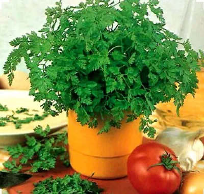 350+ Chervil Seeds-Culinary And Medicinal - NON-GMOOrganic- Open Pollinated. • $2