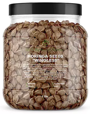 1600 Moringa Oleifera Seeds 1 Lb. Bulk Jar WINGLESS Fresh Semillas De Moringa • $24.50