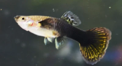$11.99 • Buy 3 Female Red Dragon Guppy Guppies LIVE FISH Read Description