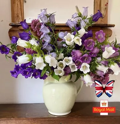 Campanula 150 Seeds Canterbury Bells Mix Cottage White Blue White Pink Purple  • £1.59