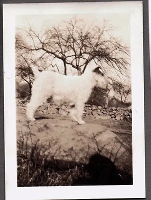 Vintage 1930's Welsh Wire Fox Terrier Dog Mary Crane Somers New York Old Photo • $7.99