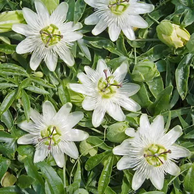 £12.99 • Buy Passiflora Caerulea 'Constance Elliot' Semi-Evergreen Hardy Shrub | 9cm Pot