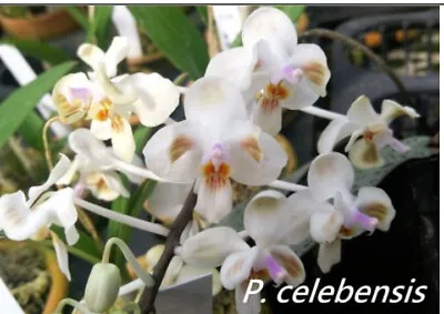$35 • Buy FPOrchids Species Phalaenopsis Celebensis - Tubestock
