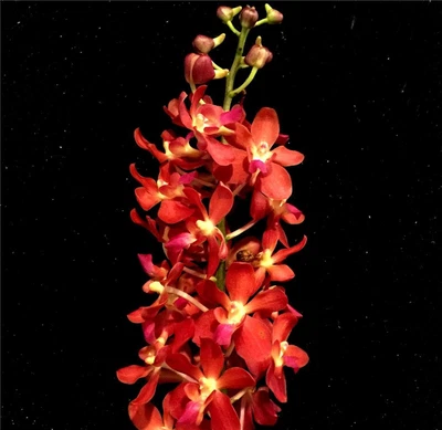$20 • Buy ORCHID -Renanthera (Azimah X Bangkok Sunset) - ADVANCED IN NET BASKET