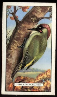 Tobacco Card Gallaher BRITISH BIRDS 1937 Green Woodpecker #45 • £2