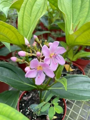 Medinilla Apoensis Grown In A 6  Pot • $25.50