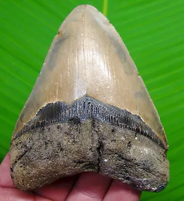 Megalodon Shark Tooth  - 4.35  -  Sharks Teeth - Real Fossil Megladone • $95