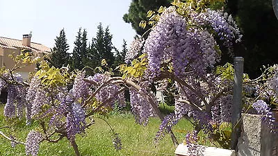 £3.72 • Buy 5 Semillas De Glicinia  (Wisteria Sinensis) Seeds 