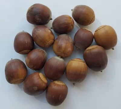 Oak Tree Acorn Seeds 15 Pieces  • $5.99