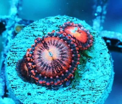 Beautiful Pink Paly Zoanthids Paly Zoa SPS LPS Corals WYSIWYG • $4.99