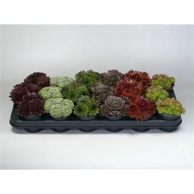 Sempervivum Collection Mix - 6 Plants | Indoor Or Outdoor Succulents | 8cm Pots • £18.99