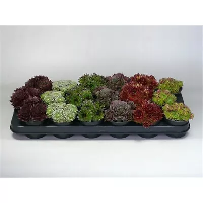 Sempervivum Collection Mix - 6 Plants | Indoor Or Outdoor Succulents | 8cm Pots • £18.99