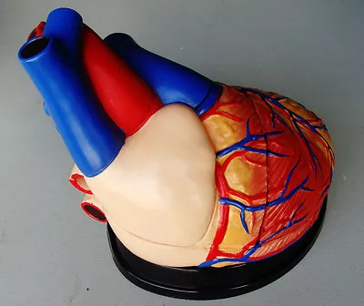 Model Anatomy Professional Medical Jumbo Heart Model Large IT-045 USA ARTMED • $68.95